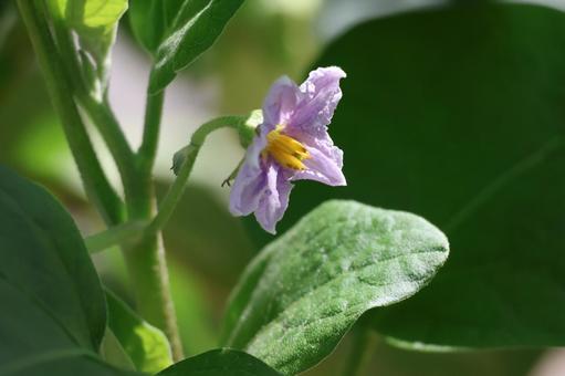 白茄子の紫色の花びらの花のアップ 白茄子の紫色の花びらの花のアップの写真