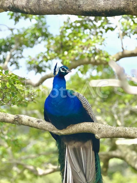 木の上の孔雀 孔雀,peacock,動物の写真素材