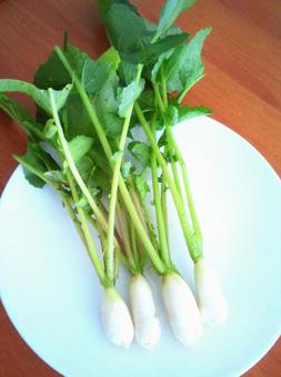 ミニ大根 ミニ大根 サラダ,野菜,やさいの写真素材