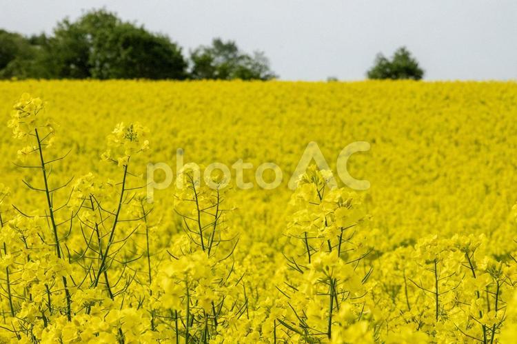 安平町-菜の花5 菜の花,菜の花畑,花畑の写真素材