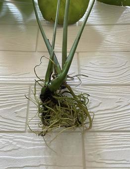 モンステラ 根,観葉植物,グリーンの写真素材