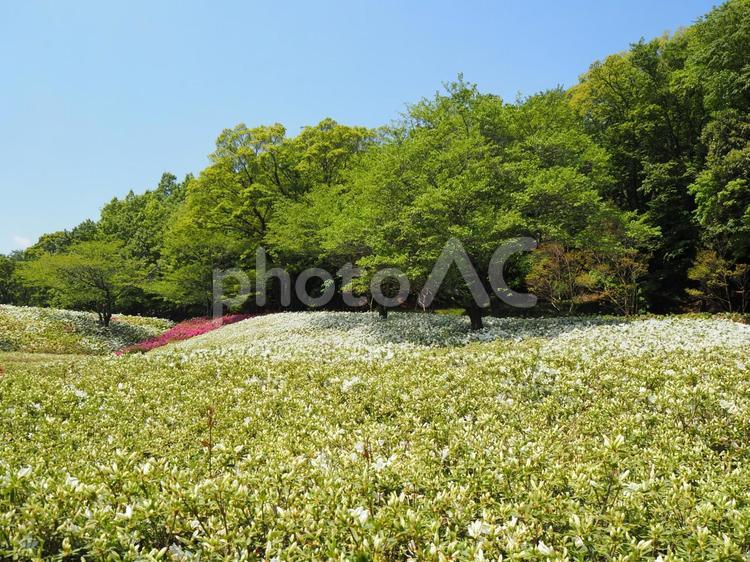 あつぎつつじの丘公園・ツツジの花・厚木市 春,ツツジ,あつぎつつじの丘公園の写真素材