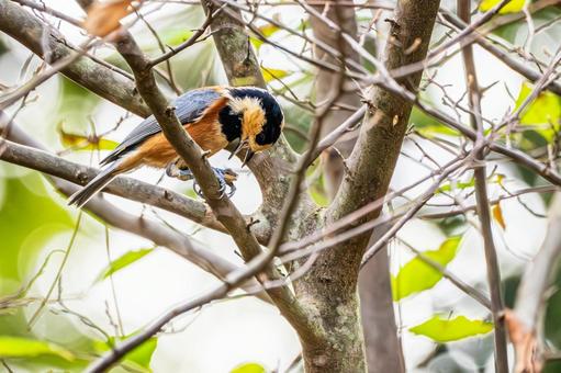 ヤマガラ(61) ヤマガラ(61) 野鳥,ヤマガラ,スズメ目の写真素材