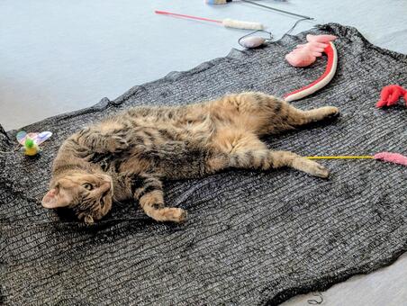 遊びつかれたにゃ ネコ,ねこ,睡眠の写真素材