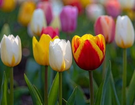 チューリップの花5 チューリップの花5の写真