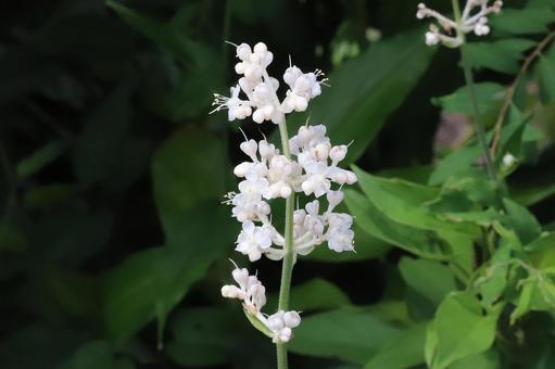 ミョウガの花 ミョウガの花の写真