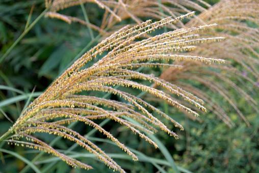 ススキの花 ススキの花 ススキ,秋,花の写真素材