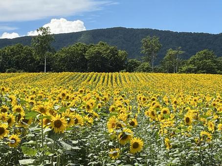 夏のヒマワリ 夏のヒマワリの写真