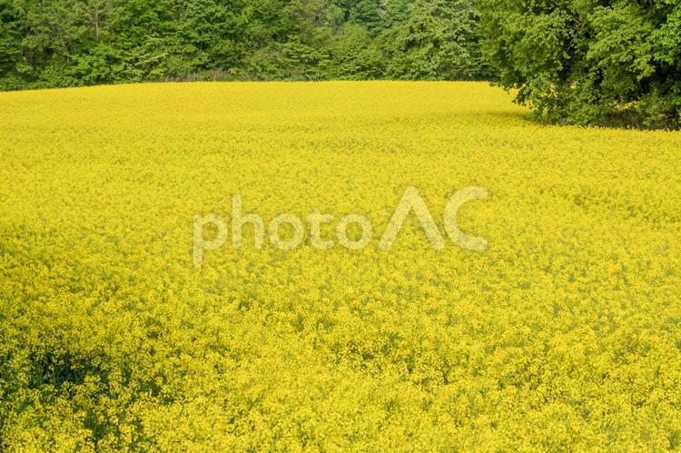 安平町-菜の花1 菜の花,菜の花畑,花畑の写真素材
