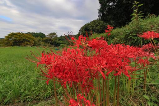 彼岸花 彼岸花 彼岸花,ヒガンバナ,曼珠沙華の写真素材