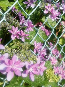 あじさいの写真