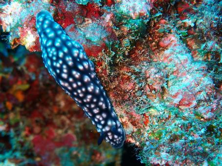 コイボウミウシ コイボウミウシ ウミウシ,海,魚の写真素材