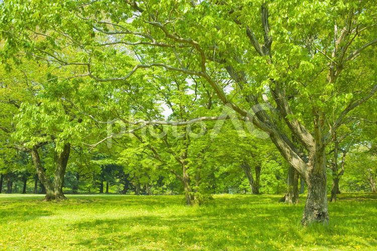 緑の森　木 木,緑,森の写真素材