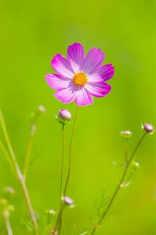 コスモス コスモス,ピンク,白の写真素材