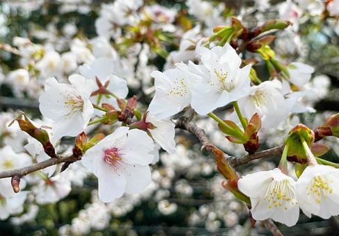 桜 桜の写真