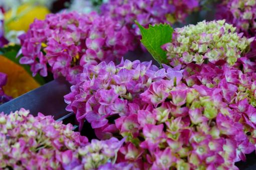 ピンク色の紫陽花 ピンク色の紫陽花の写真