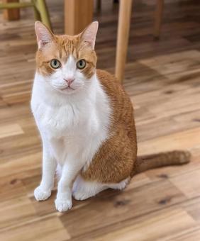 おすましする猫(茶白ハチワレ) おすましする猫(茶白ハチワレ) ねこ,ネコ,catの写真素材