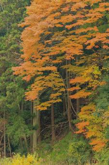 養老渓谷 小湊鐵道,養老渓谷,紅葉の写真素材
