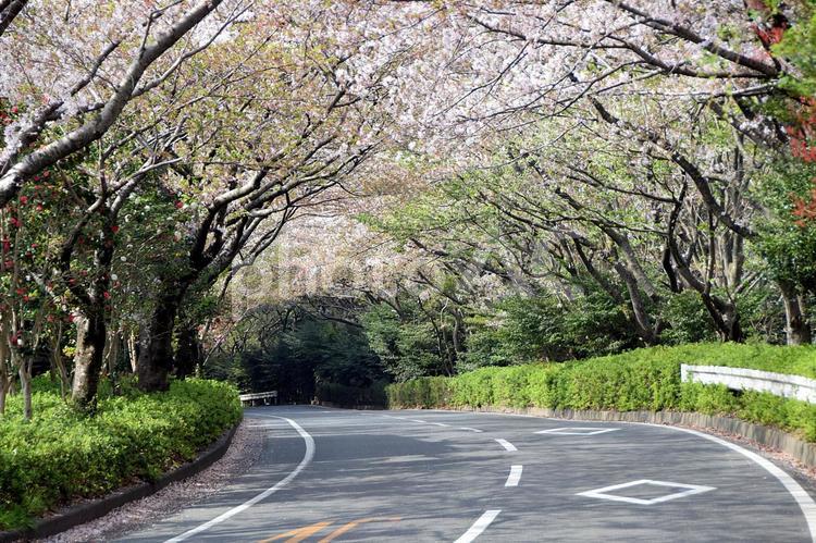桜のトンネル 桜,サクラ,トンネルの写真素材