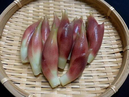 ミョウガ ミョウガ,茗荷,野菜の写真素材