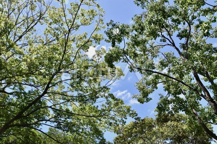 爽やかな新緑と夏空の背景素材 木漏れ日,新緑,緑の写真素材