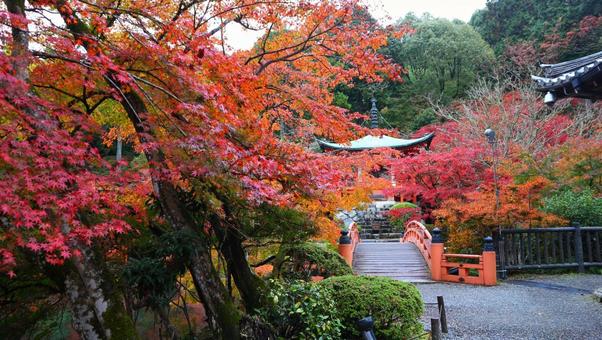 美しき醍醐寺 美しき醍醐寺 秋,紅葉,京都の写真素材