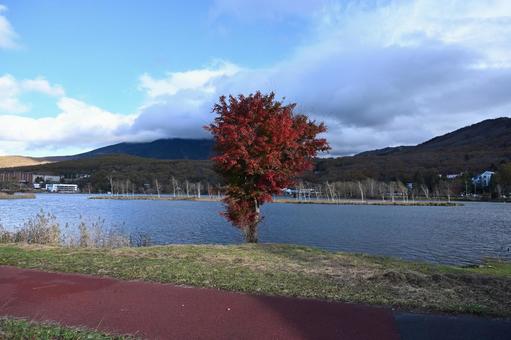 長野県の白樺湖畔の紅葉した木の風景 長野県,白樺湖,紅葉の写真素材