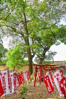 浜松市 気賀 天王稲荷神社参道（静岡） 天王稲荷神社,稲荷神社,静岡の写真素材