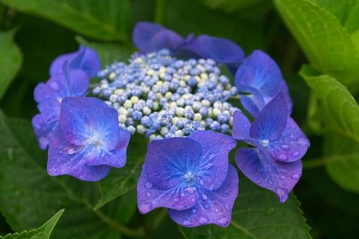 梅雨の季節に咲く青い紫陽花のアップ 梅雨の季節に咲く青い紫陽花のアップの写真