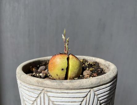 アボカドの発芽 アボカドの発芽 植物,タネ,アボカドの種の写真素材