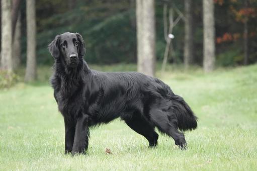 威風堂々 威風堂々 犬,大型犬,レトリーバーの写真素材