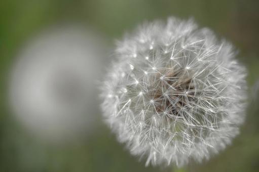 Photo, dandelion, mountain grass, spring, 