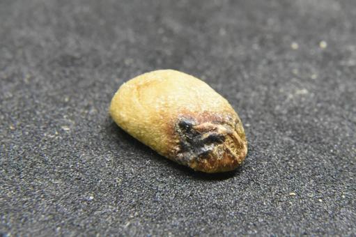 焙煎前のコーヒー豆の，欠点豆 珈琲,珈琲豆,コーヒーの写真素材