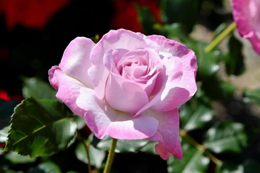 薔薇　ライラックビューティー 薔薇,ライラックビューティー,花の写真素材