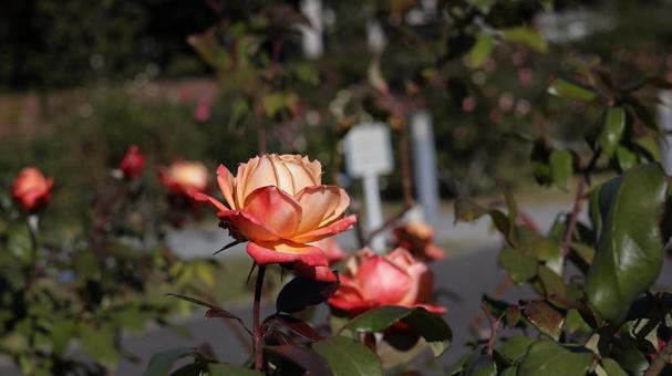 【花の写真】ばらの花 rose,植物,園芸の写真素材
