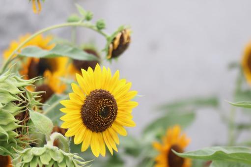 ひまわり畑の1輪のひまわりの花のアップ ひまわり畑,1輪,ひまわりの写真素材