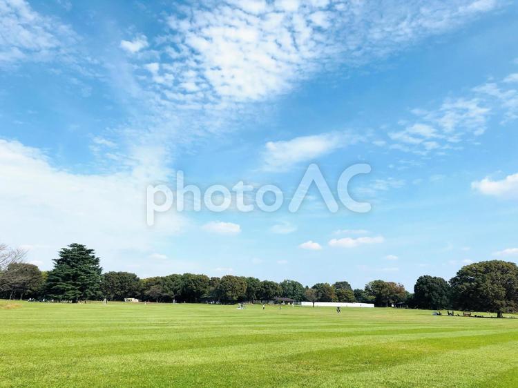 秋晴れの昭和記念公園　みんなの原っぱ 秋晴れ,昭和記念公園,みんなの原っぱの写真素材