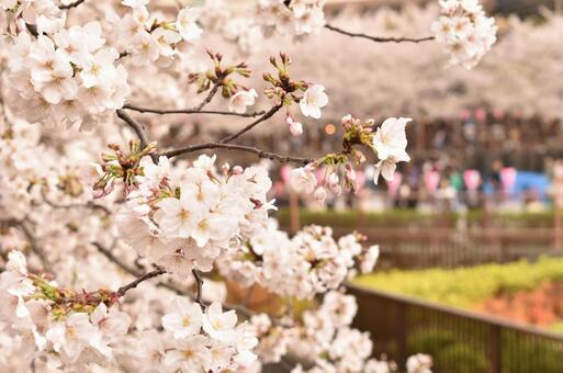 桜 桜 桜,花見,春の写真素材
