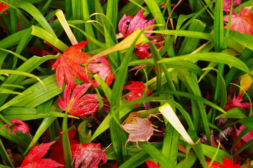 草の上に落ちている赤く紅葉した葉っぱ 紅葉,葉,もみじの写真素材