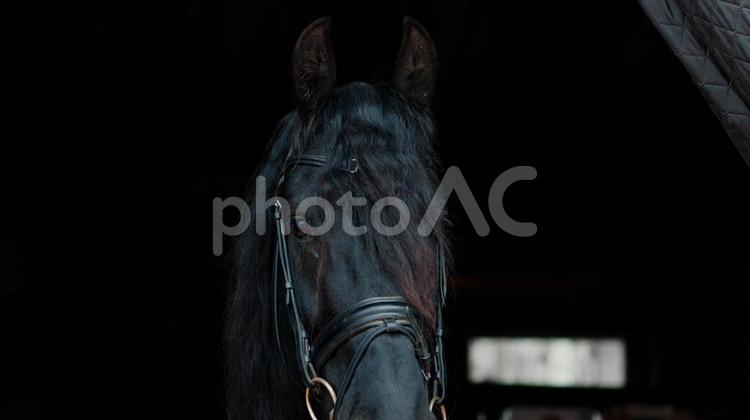 厩舎の中にいる黒馬 馬,馬の顔,アップの写真素材