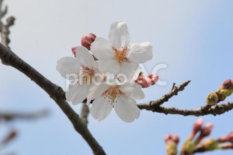 開花し始めたソメイヨシノ ソメイヨシノ,桜,開花の写真素材
