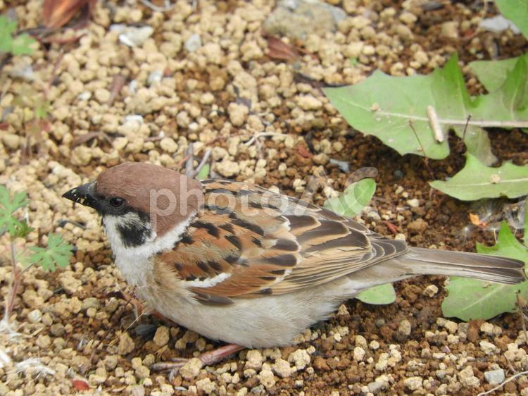 くちばしに何かが付いているスズメ スズメ,すずめ,雀の写真素材
