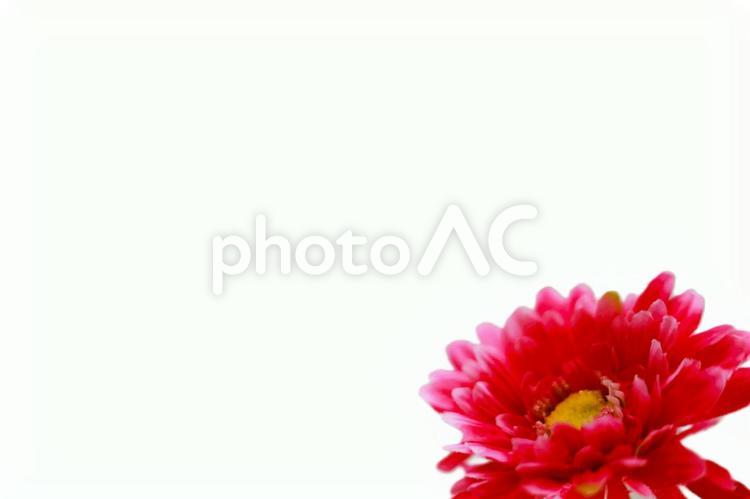 文字スペースと赤色の花 文字スペース,赤,レッドの写真素材