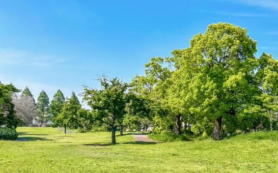 緑の木々や芝生が美しいさわやかな公園 緑の木々や芝生が美しいさわやかな公園の写真