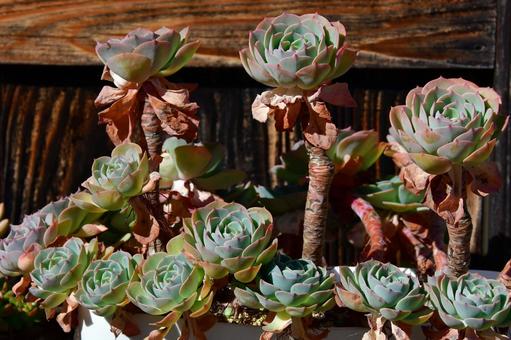 植物シリーズ 植物シリーズの写真