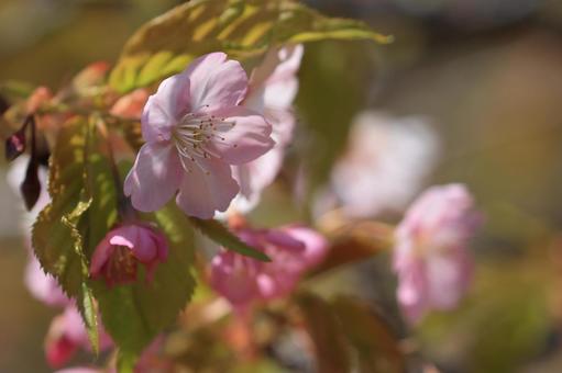 河津桜 河津桜の写真