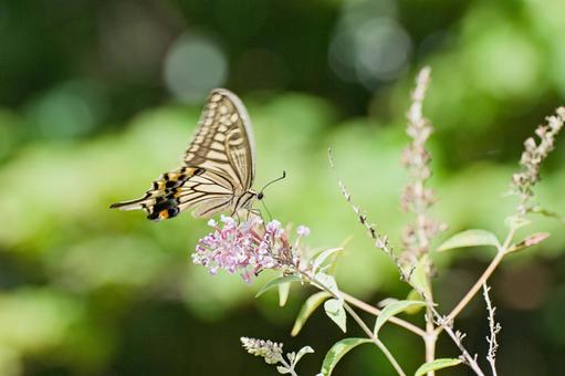 アゲハチョウ アゲハチョウ キアゲハ,蝶々,ちょうの写真素材