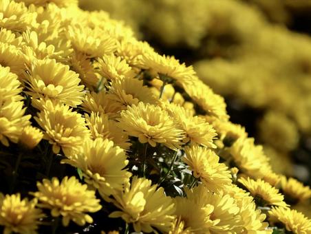 黄色の菊 菊,キク,黄色の写真素材