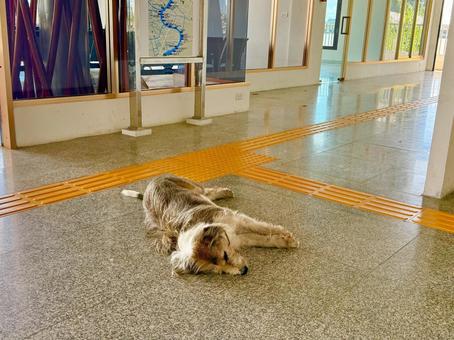 バンコクの船着場で眠る野良犬 バンコクの船着場で眠る野良犬 野良犬,犬,いぬの写真素材