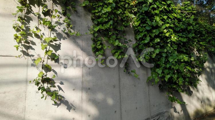 テクスチャ背景・塀の蔦 塀の蔦,塀のツタ,塀のつたの写真素材